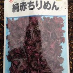 【実験】 冬の種まき！　ハーブ系（赤シソ、バジル）が発芽した！！