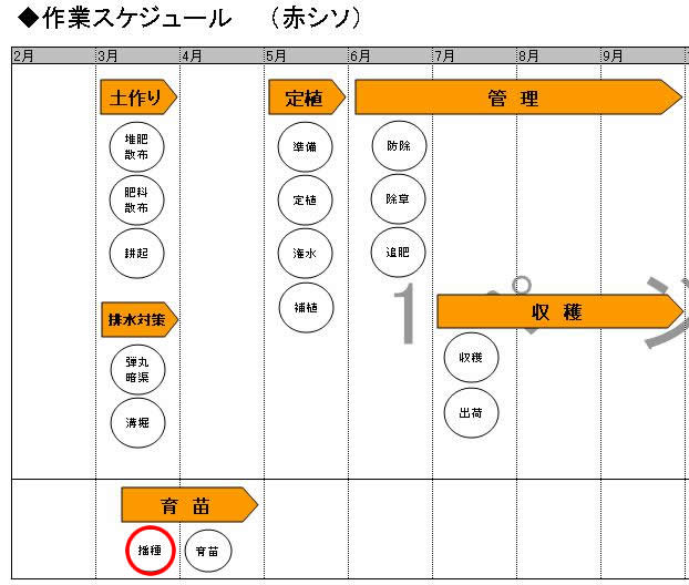 赤シソ４ 育苗 播種 あ 大量の種まきしました D 写真で学ぶ新規就農のポイント D