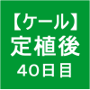 【ケール39】 生育／定植後40日目(*´3｀*)ゞ