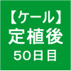 【ケール44】 生育／定植後50日目ヾ(‘ω’)ﾉ