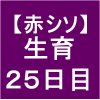 【赤シソ21】 定植後25日(´・ｪ・｀)