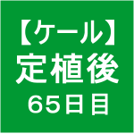 【ケール54】 生育／定植後65日目 (bﾟv`*)