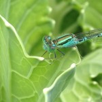 【カボチャ9】虫／きれいな緑色のトンボ(*’ｪ’*)