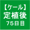 【ケール58】 生育／定植後75日目 (*´・ω・)