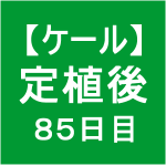 【ケール64】 生育／定植後85日目(o’ω’)ﾉ