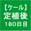 【ケール74】 生育／定植後180日目　( ´・ω・)ﾉ