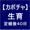 【カボチャ10】 生育40日後／実が大きくなった！！