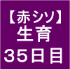 【赤シソ26】 定植後35日( *’3`)ﾉ