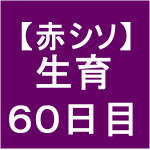 【赤シソ31】 定植後60日　(*ﾟーﾟ)