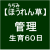 【寒締めほうれん草8】播種後60日ヽ(´∀｀)ﾉ