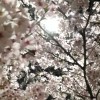 【2015桜】宮城県／登米市／びょうどう沼・桜祭り☆