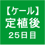 【ケール34】 生育／定植後25日目(´ー｀)