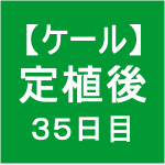 【ケール36】 生育／定植後35日目 (｡´＿｀｡)