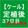 【ケール37】 生育／定植後37日目／流し込み灌水 (*・∀・)