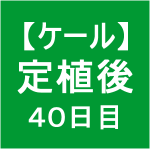 【ケール39】 生育／定植後40日目(*´3｀*)ゞ