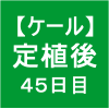 【ケール41】 生育／定植後45日目 (´∀｀)