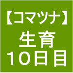 【小松菜３】 生育／播種後10日(*ﾟーﾟ)