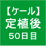 【ケール44】 生育／定植後50日目ヾ(‘ω’)ﾉ