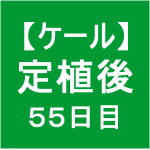 【ケール50】 生育／定植後55日目 　( ﾟ∀ﾟ)ﾉ