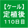 【ケール70】 生育／定植後110日目(｀・ω・´)ゞ