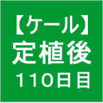 【ケール70】 生育／定植後110日目(｀・ω・´)ゞ