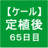 【ケール54】 生育／定植後65日目 (bﾟv`*)
