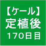 【ケール73】 生育／定植後170日目　(´ﾟдﾟ｀)
