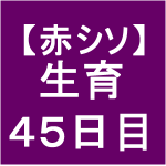 【赤シソ28】 定植後45日　(・д・｀)