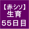 【赤シソ30】 定植後55日　(´ω｀)