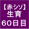 【赤シソ31】 定植後60日　(*ﾟーﾟ)