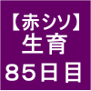 【赤シソ32】 定植後85日　(*ﾟーﾟ)