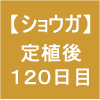 【ショウガ24】 定植後120日後　(´-ω-｀)