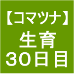 【小松菜6】 生育／播種後30日(*´ｪ｀)ﾉ