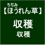 【寒締めほうれん草10】 収穫作業ぉぉ(´ω｀)