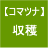 【小松菜8】 収穫／大失敗～(≧Д≦)