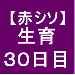 【赤シソ23】 定植後30日(´・ｪ・｀)
