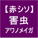 【赤シソ25】害虫／アワノメイガ(ﾟ皿ﾟ)
